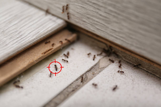 Best Affordable Pest Control Services  in New Hempstead, NY