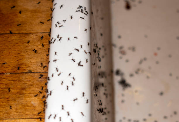 Best Bed Bug Extermination  in New Hempstead, NY