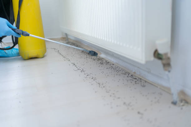 Best Flea Control Services  in New Hempstead, NY