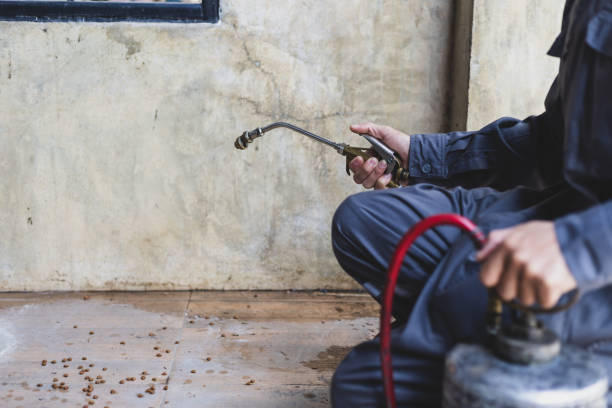 Best Termite Control Services  in New Hempstead, NY